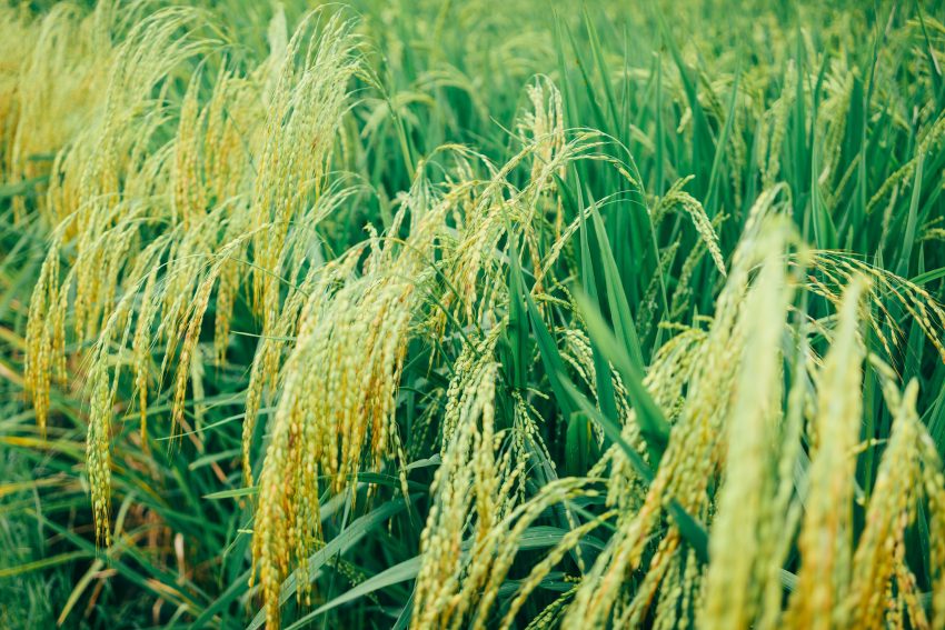 Close up photo of rice plains